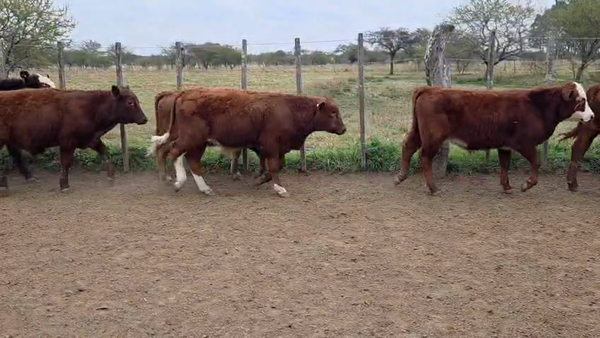 Lote 76 Terneros en Corrientes, Curuzu Cuatia