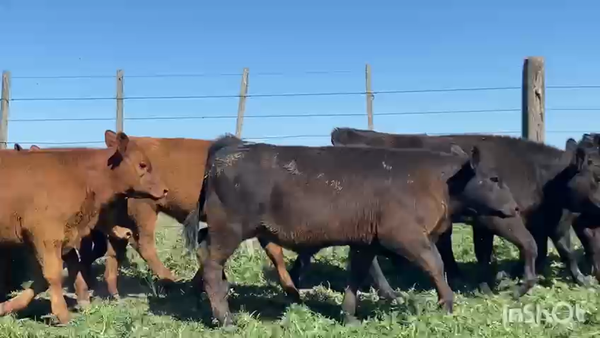 Lote 60 Terneros en San Vicente, Buenos Aires