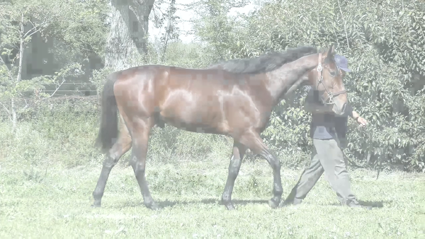 Lote EL PACHICHI (ROMAN JOY - LA CURANDERA)