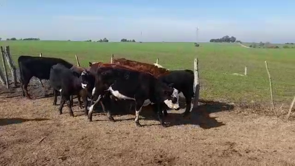 Lote (Vendido)7 Terneros HEREFORD/ ANGUS 265kg -  en VIBORAS Y VACAS