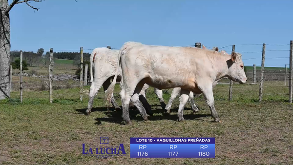 Lote VAQUILLONAS PREÑADAS