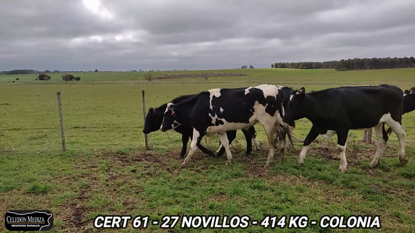 Lote 27 Novillos 1 a 2 años en Colonia Cosmopolita, Colonia