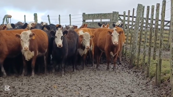 Lote VAQUILLONAS 1  A 2 AÑOS