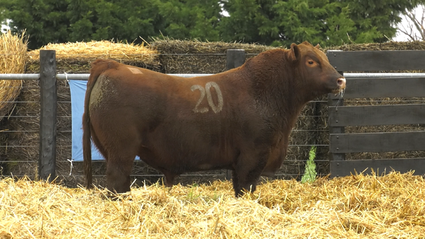 20 - 4076C — TOROS ANGUS PURO CONTROLADO