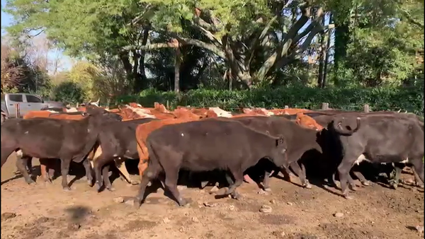 Lote VACAS DE INVERNADA