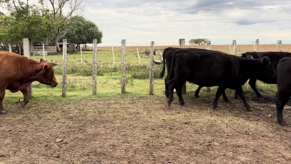 Lote VACAS PREÑADAS