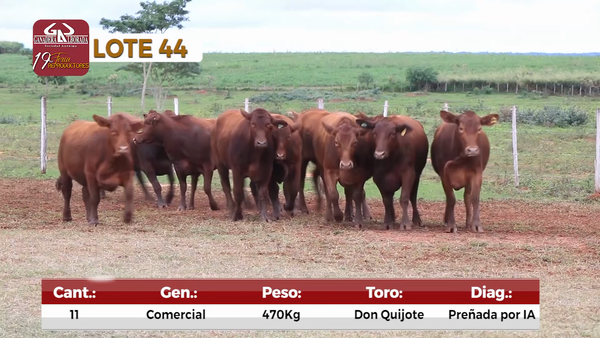 Lote Reproductores de Alborada - Lote 44