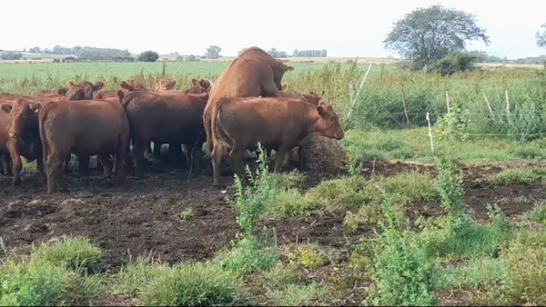 Lote (Vendido)22 Novillos ANGUS 500kg -  en SAN PEDRO