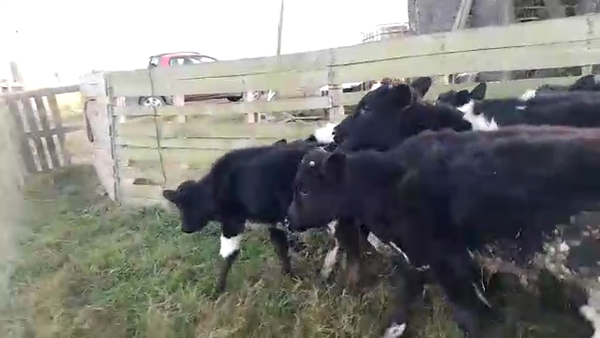 Lote 6 Terneros HOLANDOS 200kg - , San José