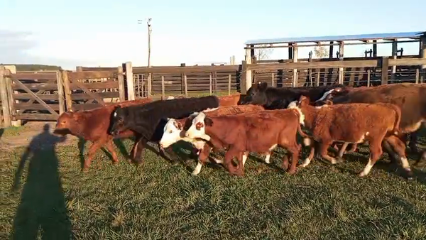 Lote 86 Terneros/as en Corrientes, Mercedes
