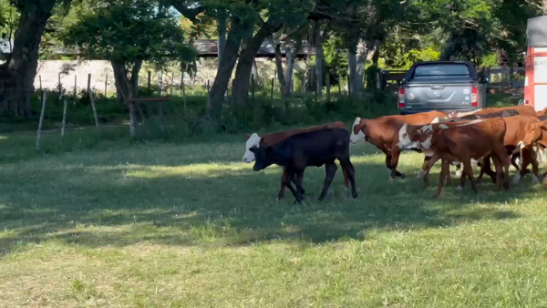 Lote 65 Terneras