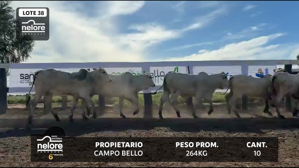 Lote LOTE 38