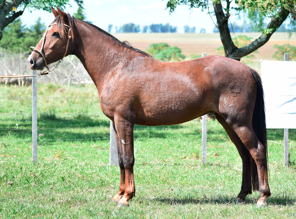 Lote ROCINANTE SAN TELMO
