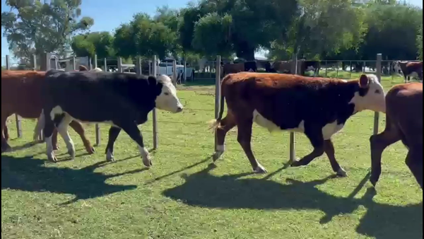 Lote NOVILLOS 1-2 AÑOS