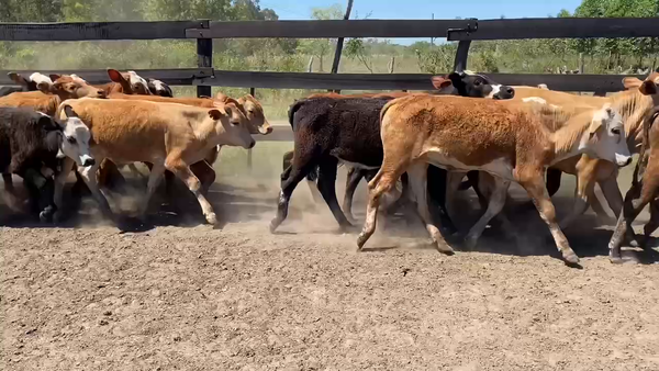 Lote 70 Terneros en Bella Vista, Corrientes