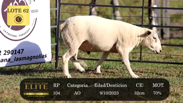 Lote LOTE 62
