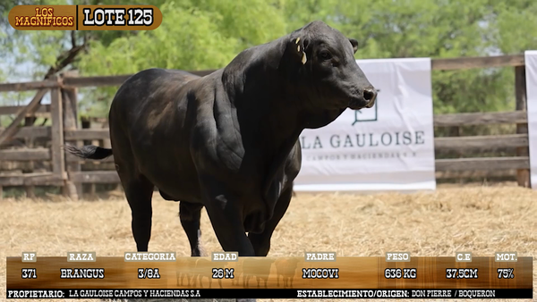 Lote LOTE 125 - VIVO