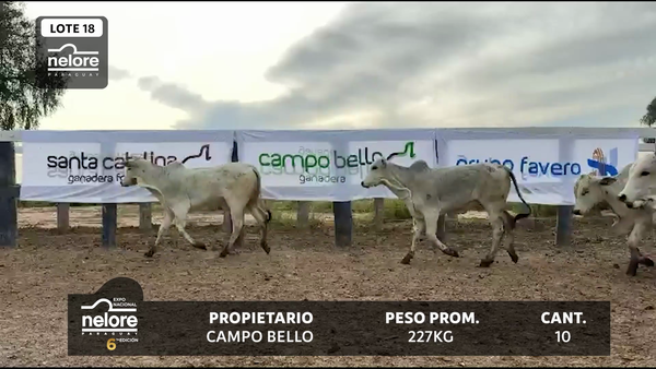Lote LOTE 18