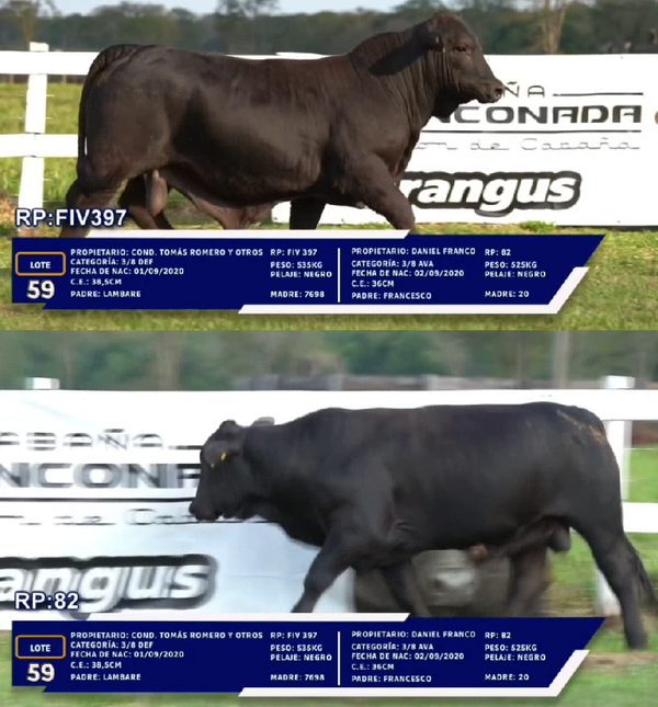 Lote LOTE 59 - DUO