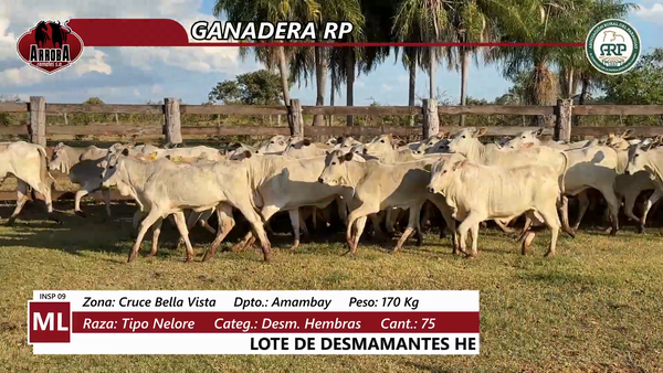 Lote GANADERA RP