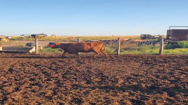 Lote 31 Vacas Preñadas CUT c/Gtia