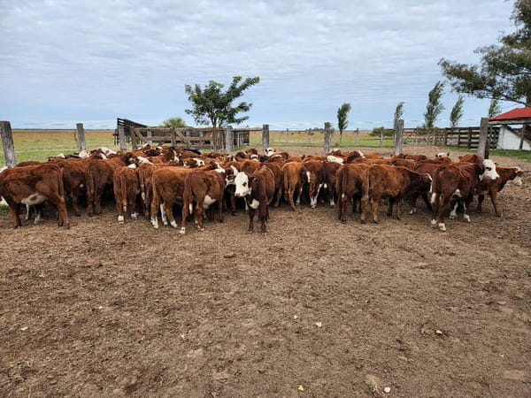 Lote 80 Terneros/as en Esquina, Corrientes