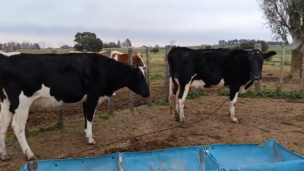 Lote 2 Vaquillonas  400kg - , San José