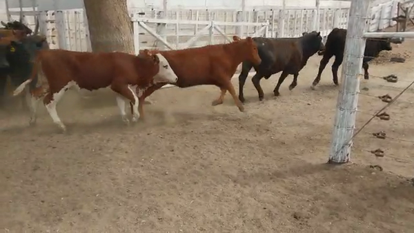 Lote 150 Terneras Brangus y Cruzas Británicas en Las Peñas, Córdoba