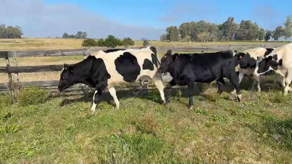 Lote NOVILLOS 1 a 2 AÑOS