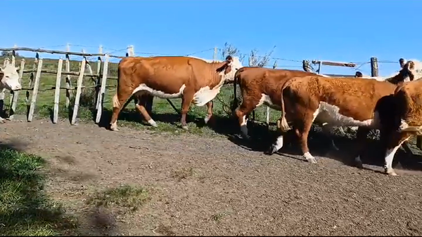 Lote (Vendido)9 Vacas preñadas HEREFORD en PUNTAS DEL PERDIDO