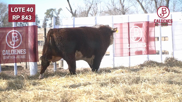 Lote Toro PR