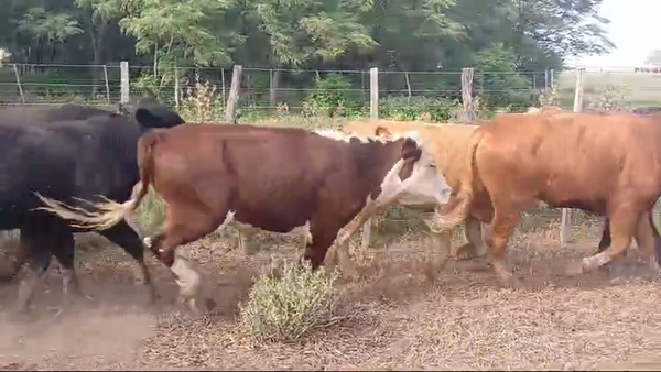 Lote 70 NOVILLOS BRAFORD Y BRANGUS EN CUATRO BOCAS, SANTIAGO DEL ESTERO