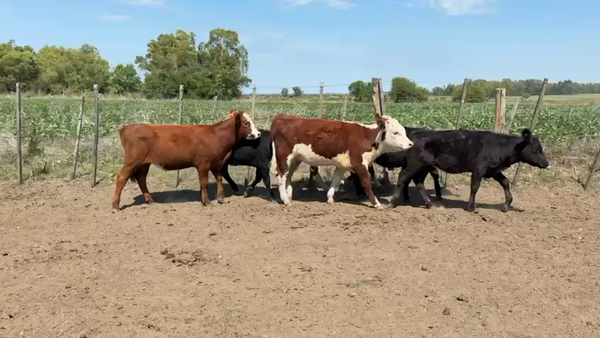 Lote TERNERAS