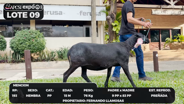 Lote LOTE 9 - BOZAL