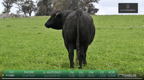 Lote Angus de La Ganadera