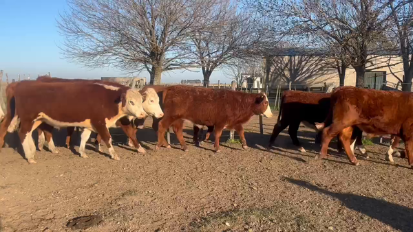 Lote 50 Novillos en Corrientes, Curuzú-Cuatiá
