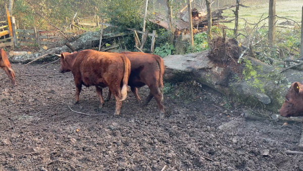 Lote 20 Novillo Engorda en Paillaco, XIV Región Los Ríos