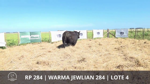 Lote TOROS PUROS DE PEDIGREE