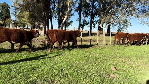Lote NOVILLOS 2 A 3 AÑOS