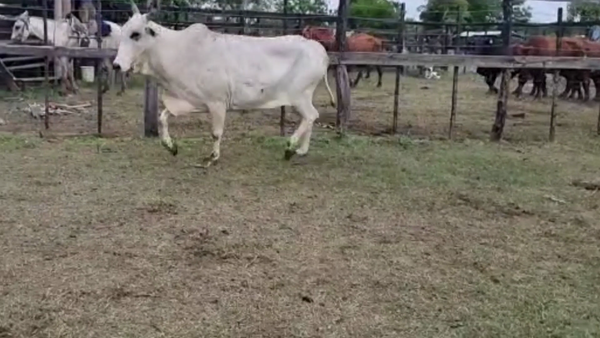 Lote Lote Vacas