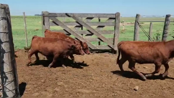 Lote 75 TERNS. HEMBRAS, GUAMINI, PCIA. DE BS. AS.