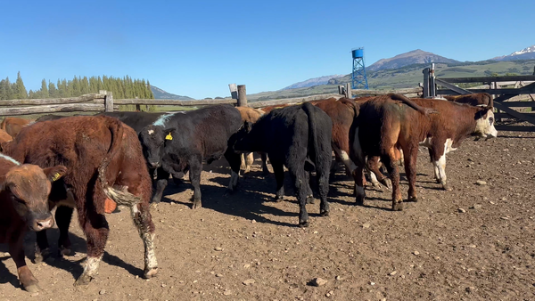 Lote 37 Ternero en Coyhaique, XI Región Aysén