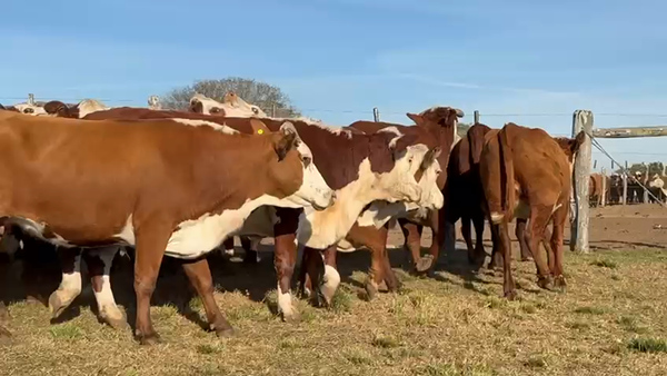 Lote 30 Vacas nuevas C/ gtia de preñez