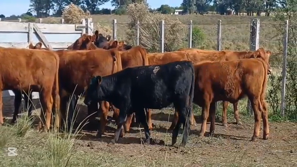 Lote TERNERAS