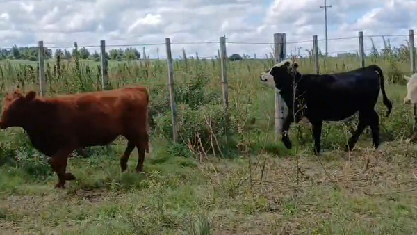 Lote 19 Vaquillonas , San José