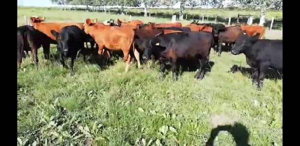 Lote 25 Terneros/as en Villaguay, Entre Ríos