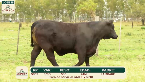 Lote LOTE 18