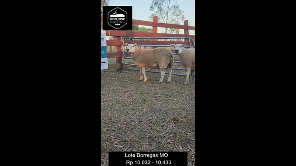 Lote HEMBRAS - LOTE 2