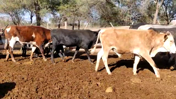 Lote 55 Novillos en Monte Quemado, Santiago del Estero