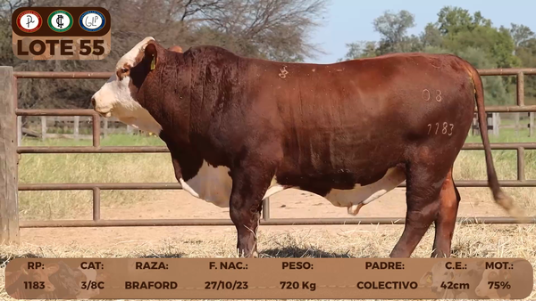 Lote LOTE 55
